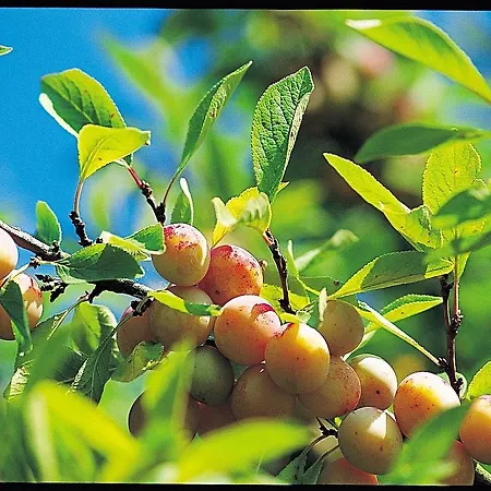 Du Coq Hardi Ξενοδοχείο Βερντέν